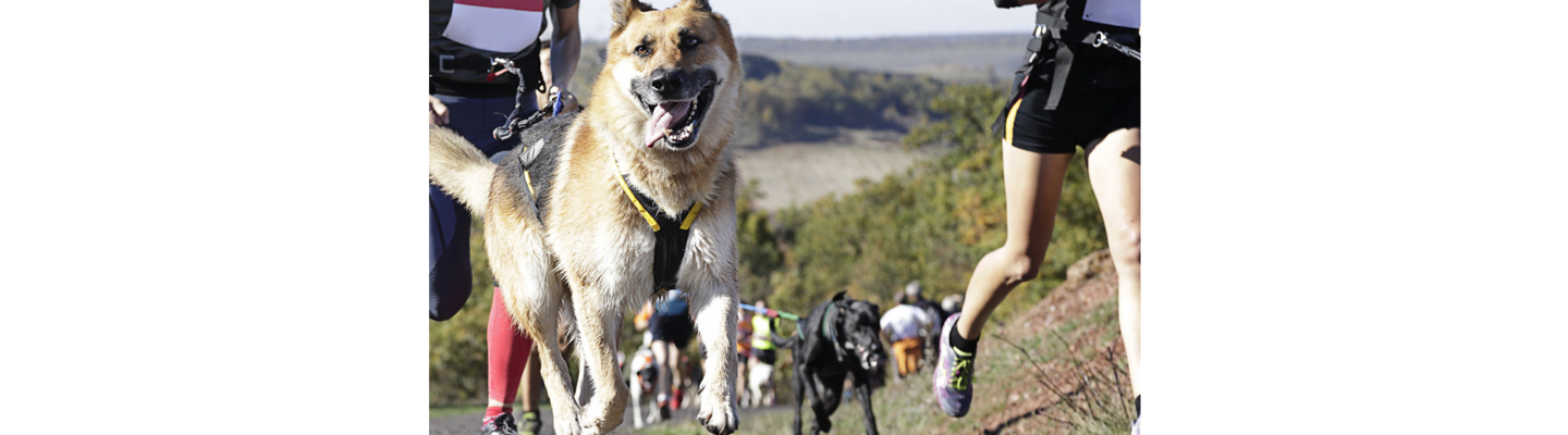Canicross & Multi Terrain Races 5K, 10K & 20K -13th March 2022 banner image