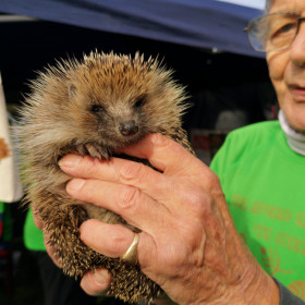 Hedgehog Half Marathon 2022