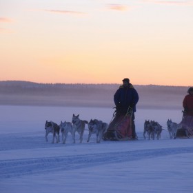 Arctic Dog Sledding 