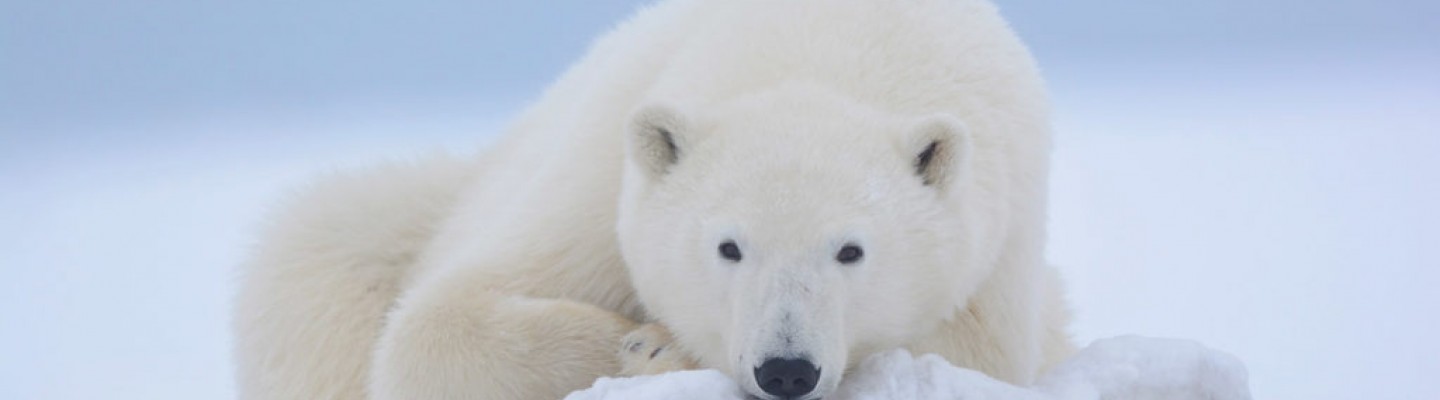 profile-banner-image