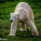 Alison Nobbs's profile picture