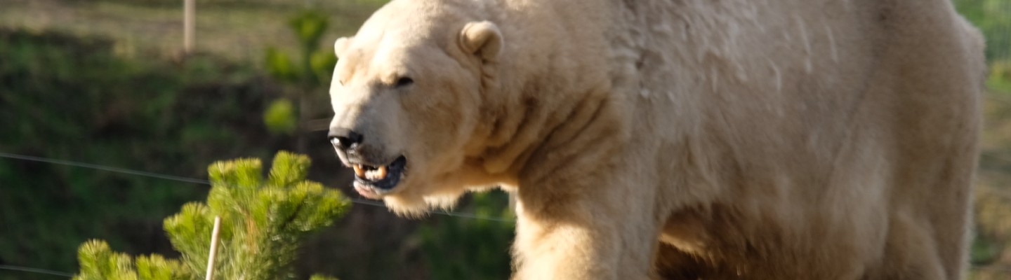 profile-banner-image