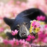 Susan Summers's profile picture