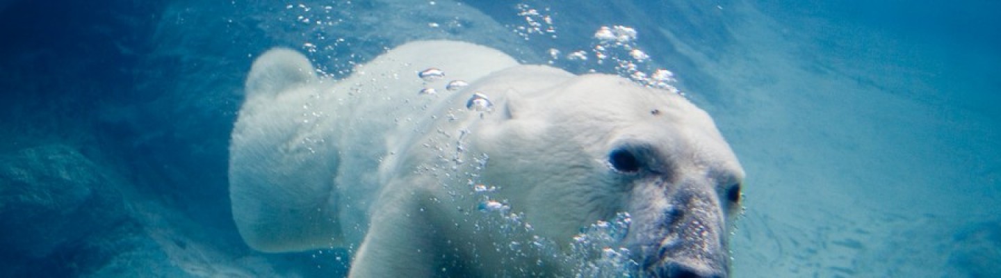 profile-banner-image