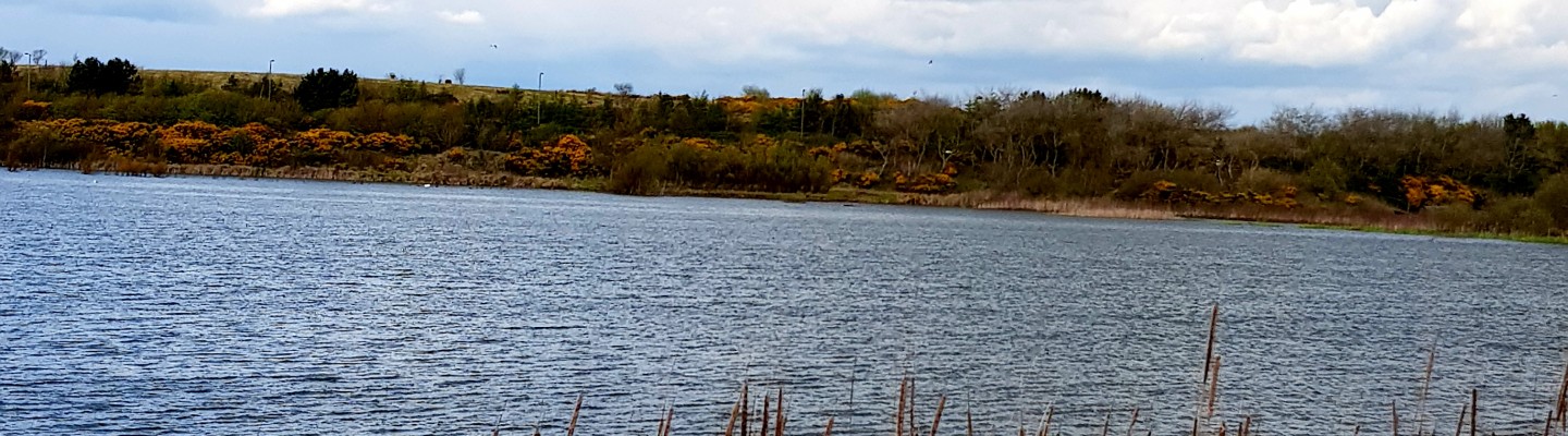 profile-banner-image