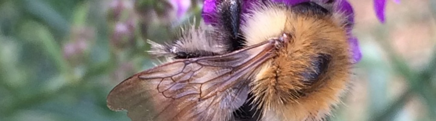 profile-banner-image
