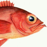 Redfish Events's profile picture